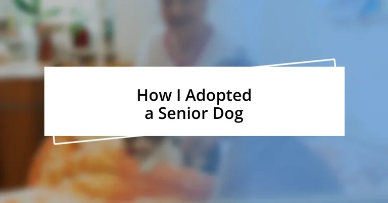 How I Adopted a Senior Dog