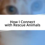 How I Connect with Rescue Animals