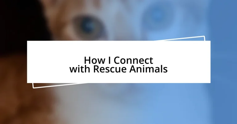 How I Connect with Rescue Animals