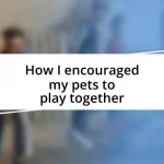 How I encouraged my pets to play together