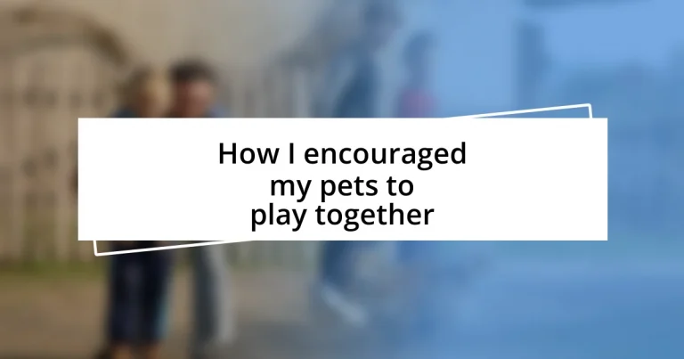 How I encouraged my pets to play together