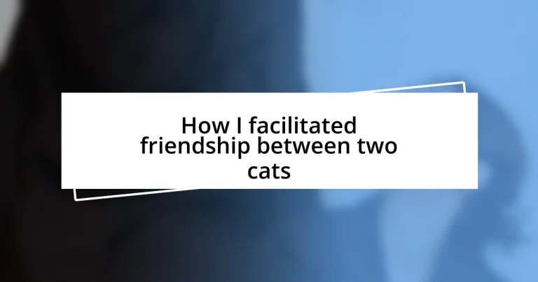 How I facilitated friendship between two cats