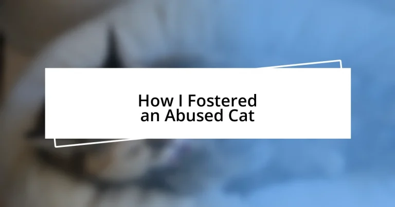 How I Fostered an Abused Cat