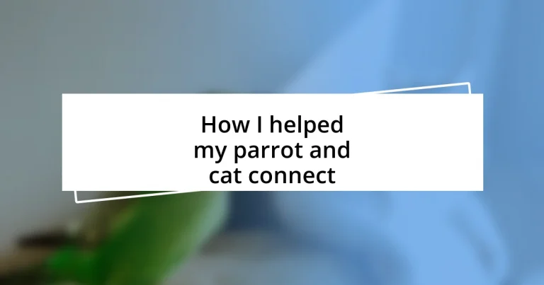 How I helped my parrot and cat connect