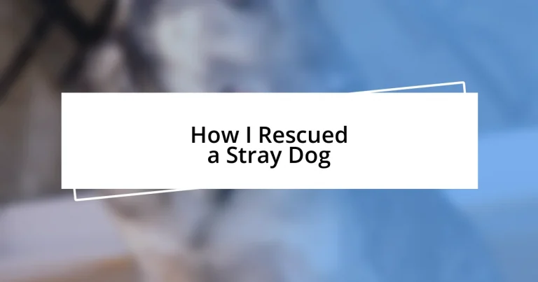 How I Rescued a Stray Dog