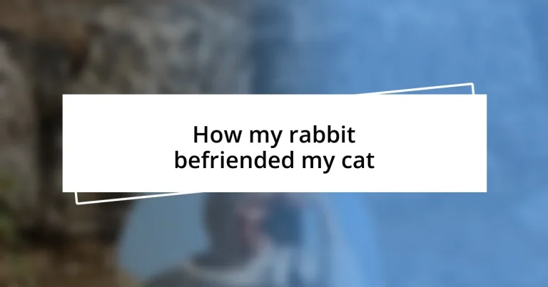 How my rabbit befriended my cat