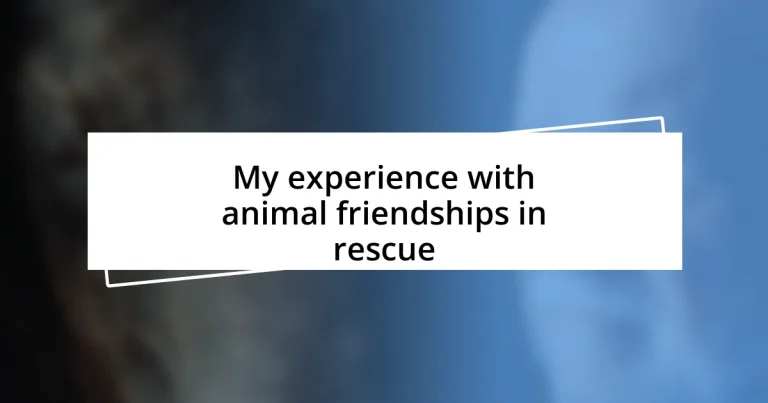 My experience with animal friendships in rescue