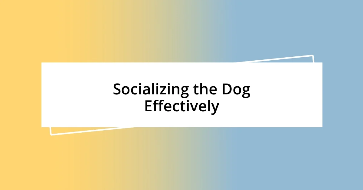 Socializing the Dog Effectively