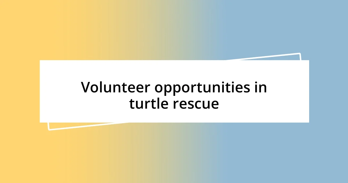 Volunteer opportunities in turtle rescue