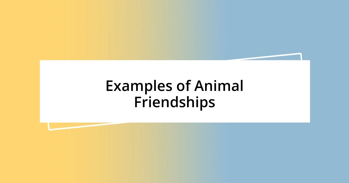 Examples of Animal Friendships