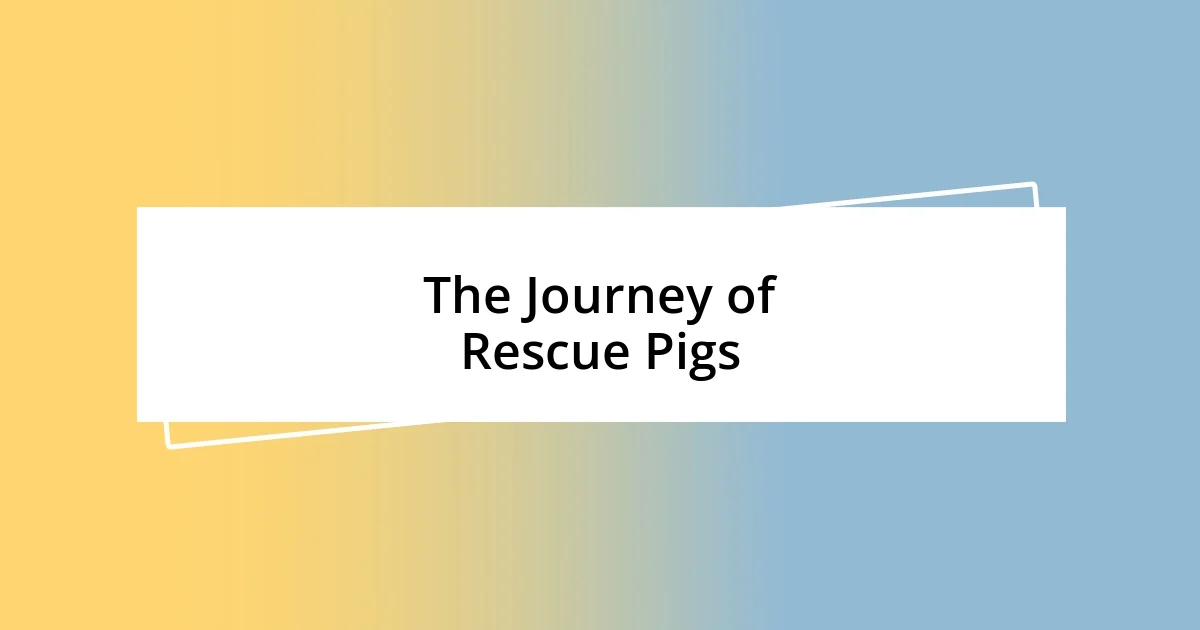 The Journey of Rescue Pigs